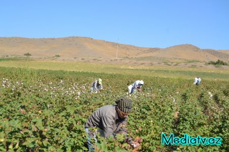 Füzulidə pambıq yığımı davam edir